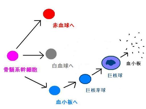 血球の分化と成熟04