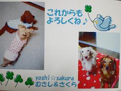 むさし＆さくら