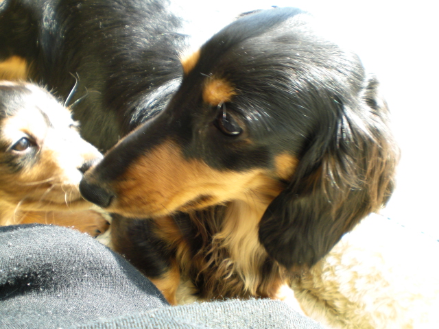 ウィルとガゼル