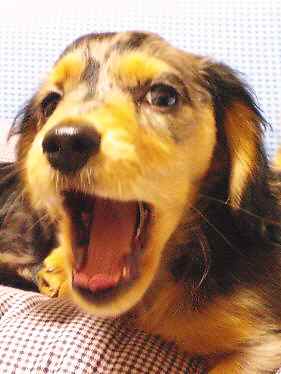 ウィルのあくび２