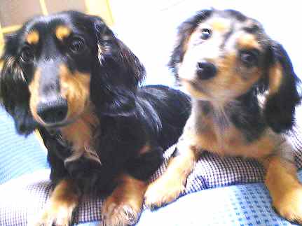 ガゼル＆ウィル