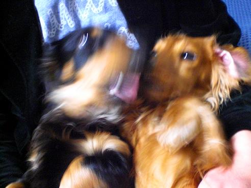 ガゼルもガブー！