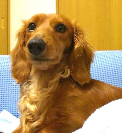 大人びたクァル