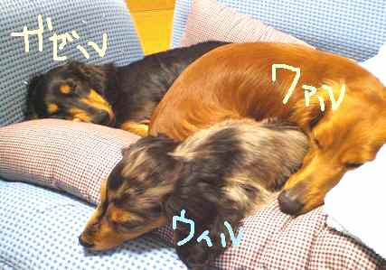 ガゼルもいるよぉ～！