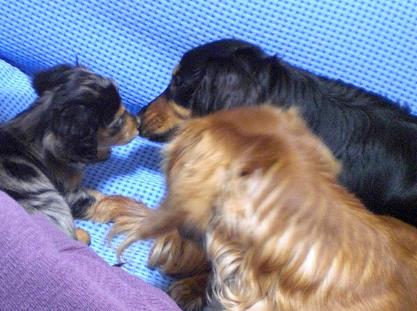 ウィル初対面！