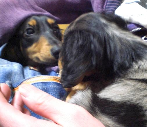 ガゼル姉ちゃんこんにちは！