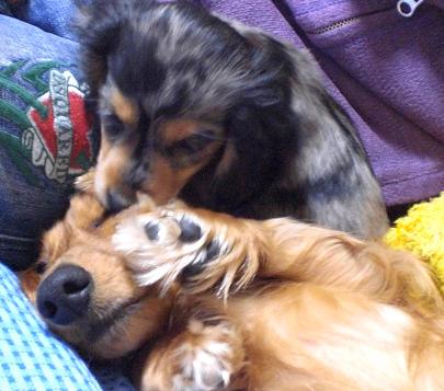 クァル姉ちゃん、遊んでよぉっ