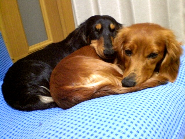 ガゼル＆クァル