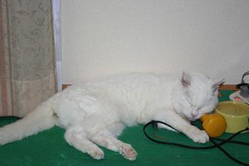 昨日のシロちゃん