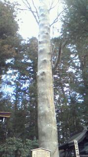 秋宮の御柱1の柱