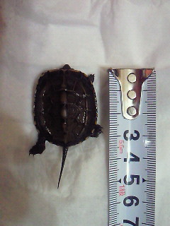 クサガメベビー