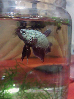 ベタレ ッドドラゴン