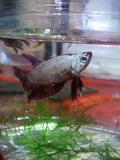 ベタレ ッドドラゴン