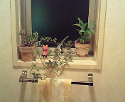 トイレの観葉植物