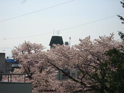 図書館の桜