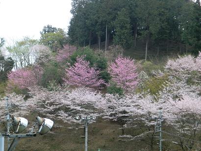 向かいの桜