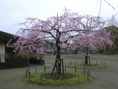 糸桜１