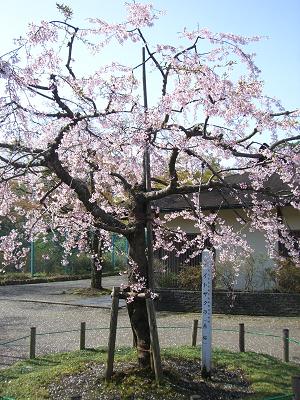 糸桜