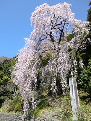 枝垂れ桜１