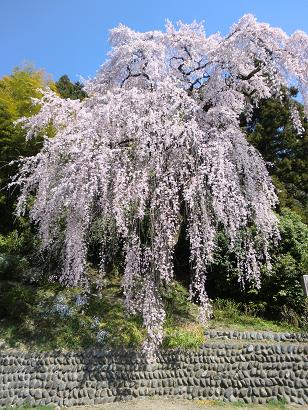 枝垂れ桜２