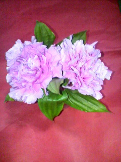 カーネーション