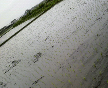 酒米植えました