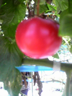 うわさの塩トマト