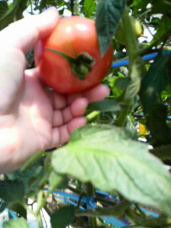 もぎたてトマト