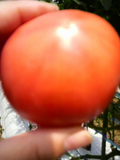 とまと食べごろ