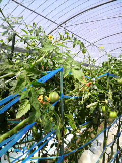 トマト畑 上