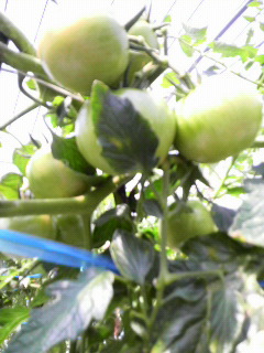 まだまだ青いトマト