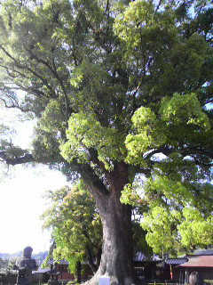 津江神社の大樟（おおくす）