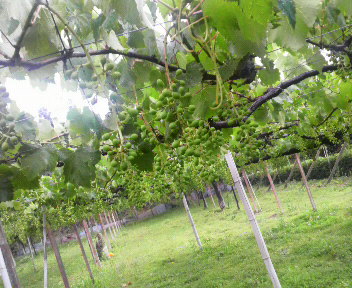 紅乙女 ぶどう畑