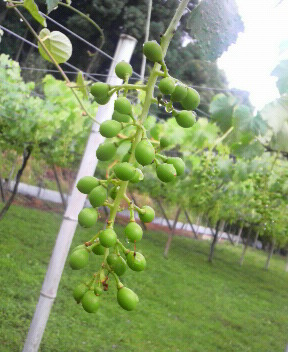 紅乙女のぶどう