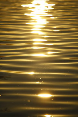 黄金の水