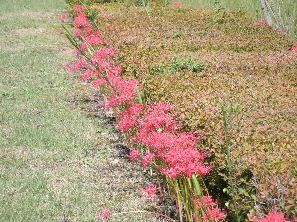 宮ケ瀬湖畔はヒガンバナがたくさん咲いています。