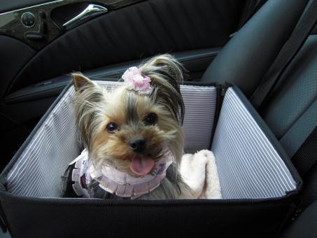 お利口だったね