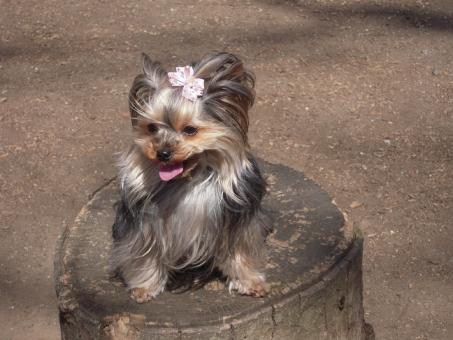 2011.03.19 DSCN3480.JPG