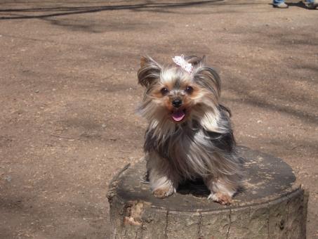 2011.03.19 DSCN3484.JPG