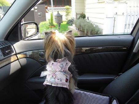 お家　着いたよ