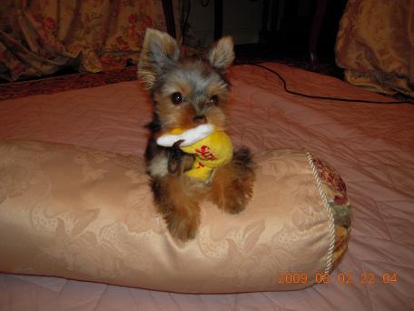 ここであそびたいの