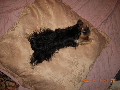 2009.08.15 DSCN2111.JPG