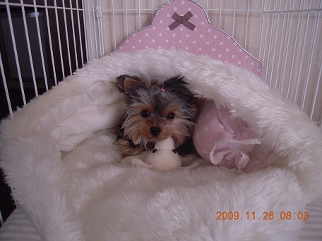 2009.11.26 DSCN2724.JPG