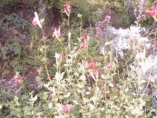 くりの木の周り