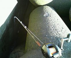 tetra