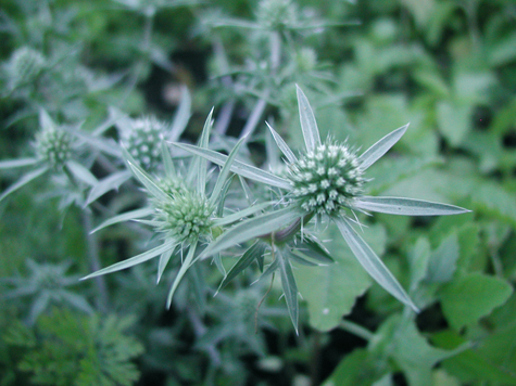 seaholly