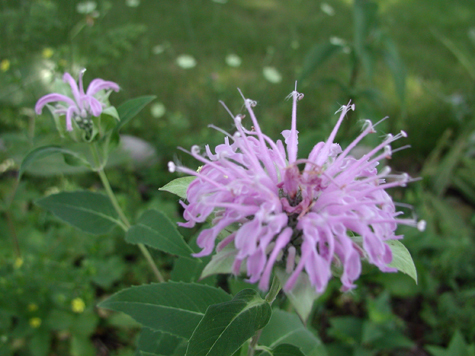 bergamot