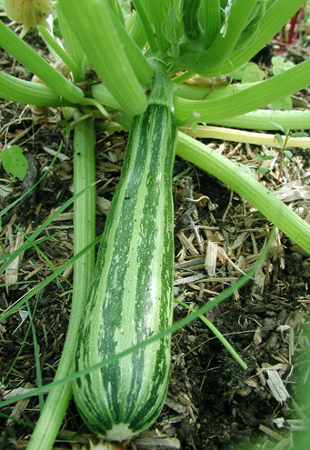 firstzucchini