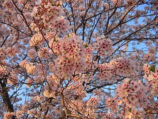 桜