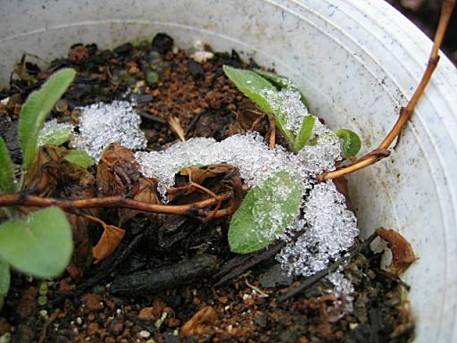 雪